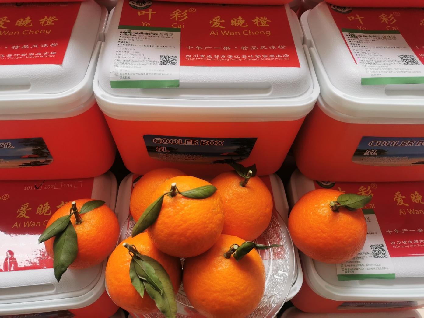 爱媛推出超晚熟品种 上市期持续到3月 一枚卖到40元 国际果蔬报道