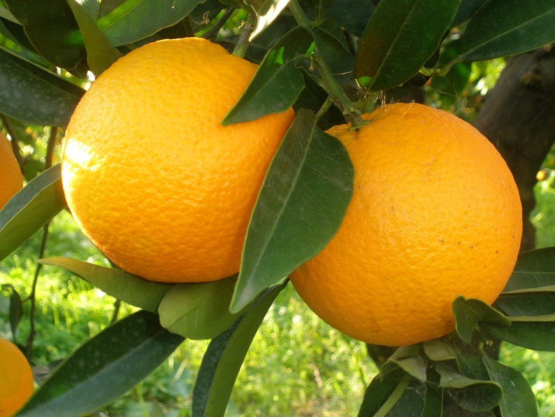 南非柑橘屡现黑斑病 出口欧盟又遭禁