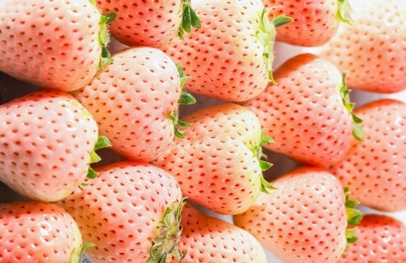 草莓界颜值担当，粉黛草莓上市150元/斤| 国际果蔬报道