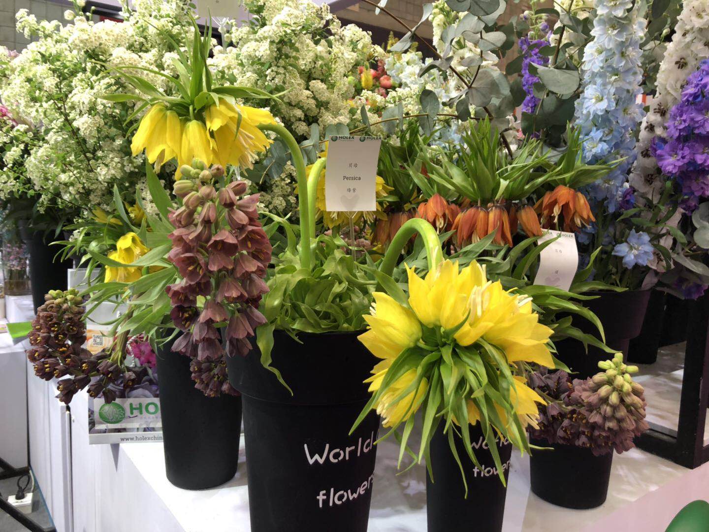 荷兰holex花卉出口公司 集全球高品质之花装扮中国消费者生活 国际果蔬报道
